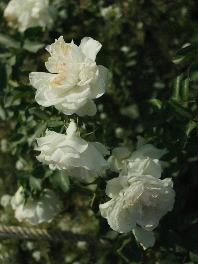 A bottle of perfume with a rose in the background, symbolizing elegance and allure.
